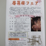 「啓翁桜フェア」開催のお知らせ