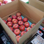 りんごの出荷を見てきたんだっし！
