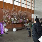 米沢市の「啓翁桜フェア」に行ってきたんだっし！
